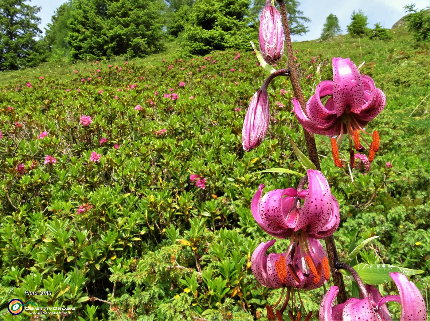 25 Giglio martagone (Lilium martagon) tra estese fioriture di Rododendri rossi (Rhododendron ferrugineum) .JPG